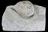 Cystoid Fossil (Holocystites) on Rock - Indiana #85701-1